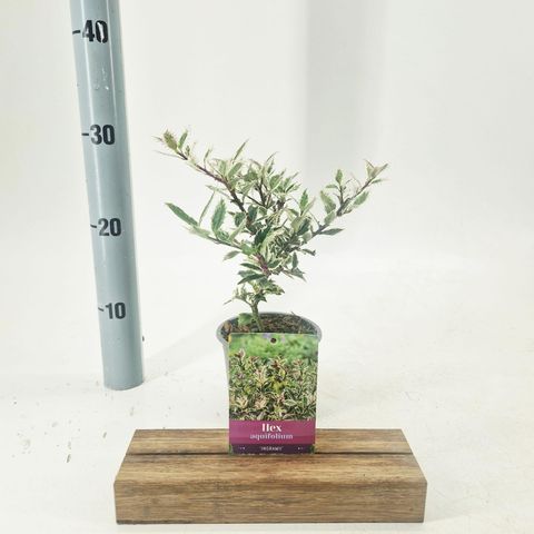 Ilex aquifolium 'Ingramii'