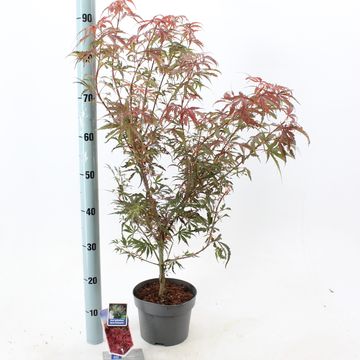 Acer palmatum 'Jerre Schwartz'