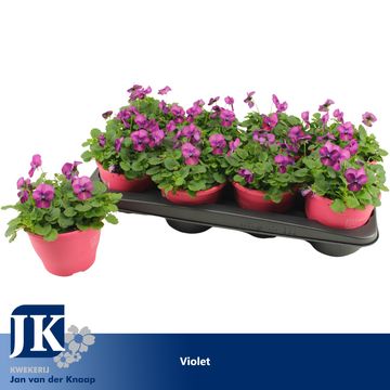 Viola DELTINI VIOLET BLUE