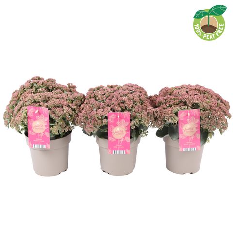 Sedum telephium SEDUCTION ROSE CHARM
