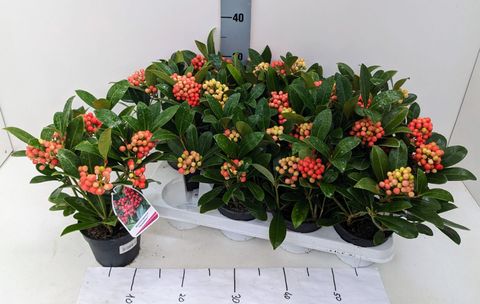 Skimmia japonica 'Temptation'