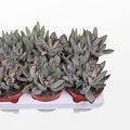 Kalanchoe tomentosa