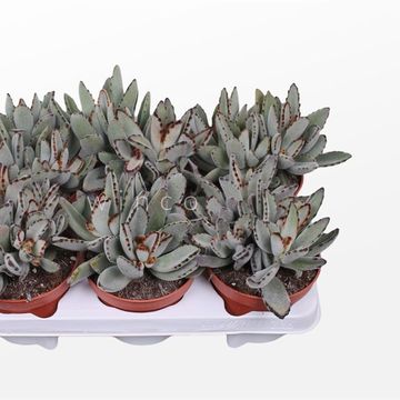 Kalanchoe tomentosa