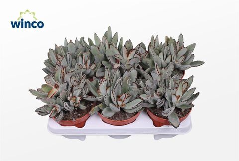 Kalanchoe tomentosa