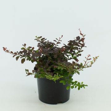 Berberis thunbergii 'Atropurpurea Nana'