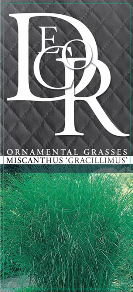 Miscanthus sinensis 'Грациллимус'