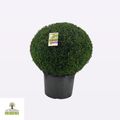 Buxus sempervirens