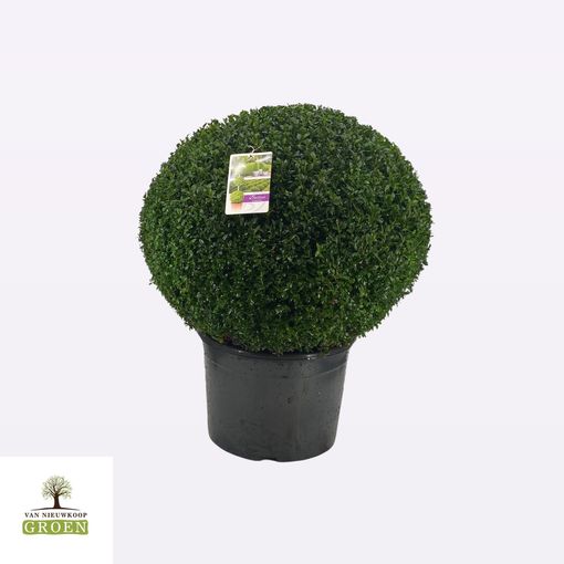 Buxus sempervirens