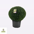 Buxus sempervirens