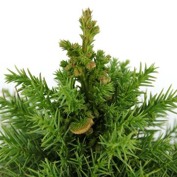 Cryptomeria japonica 'Monstrosa Nana'