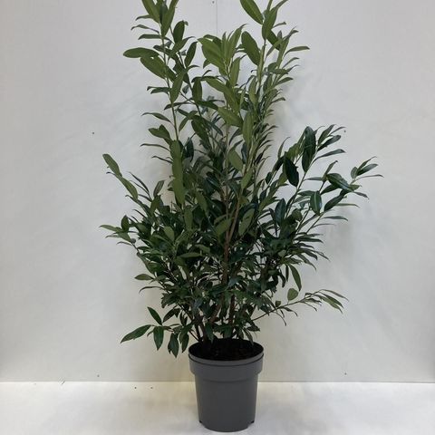 Prunus laurocerasus 'Herbergii'