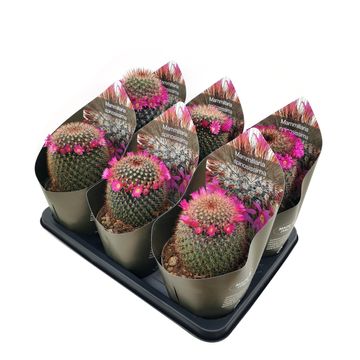 Mammillaria spinosissima