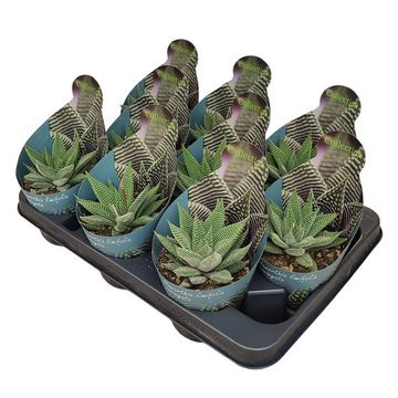 Haworthia limifolia variegata