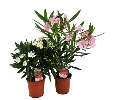 Nerium oleander