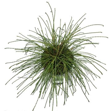 Thuja plicata 'Whipcord'