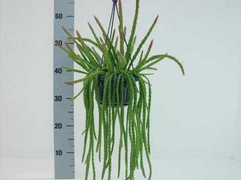 Aporocactus 'Melanie'