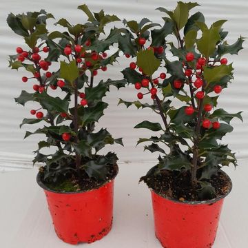 Ilex x meserveae 'Blue Angel'