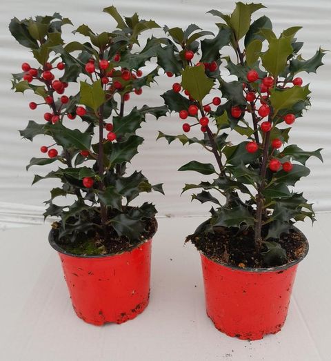 Ilex x meserveae 'Blue Angel'