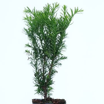 Taxus x media 'Densiformis'