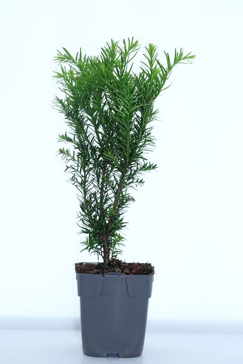 Taxus x media 'Densiformis'