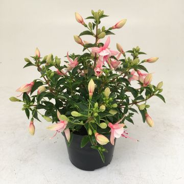 Fuchsia 'Lady Thumb'