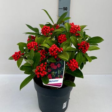 Skimmia japonica 'Lady Palina'