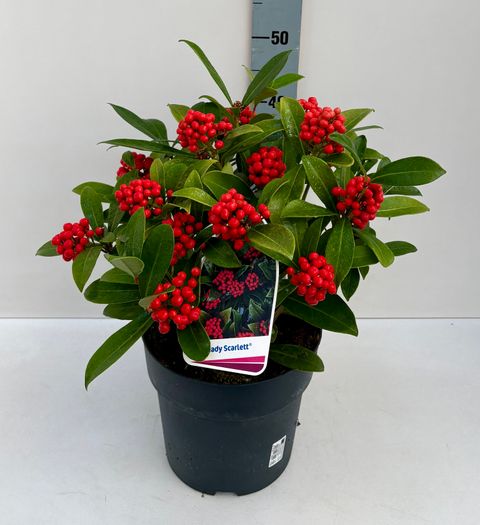Skimmia japonica 'Lady Palina'