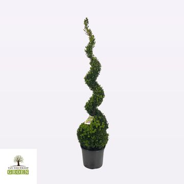 Buxus sempervirens