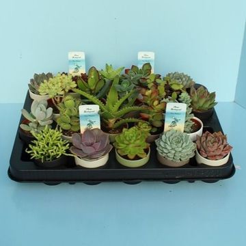 Succulente MIX