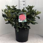 Rhododendron 'Маркитаз Прайз'