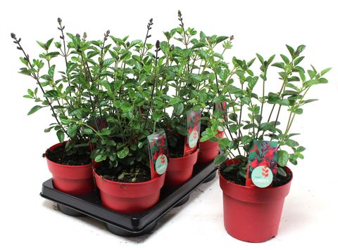 Salvia 'Royal Bumble'