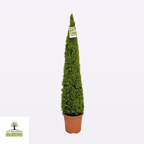 Buxus sempervirens