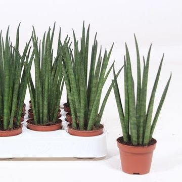 Sansevieria bacularis 'Mikado'
