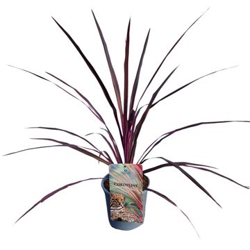 Cordyline australis CHARLIE BOY