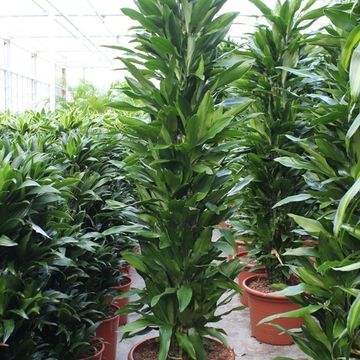 Dracaena fragrans 'Джанет Линд'