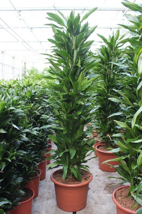 Dracaena fragrans 'Джанет Линд'