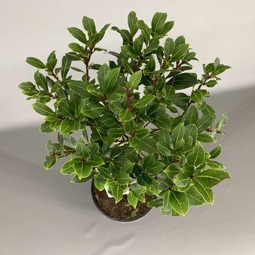 Laurus nobilis 'Bay Junior'