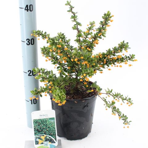 Berberis buxifolia 'Нана'