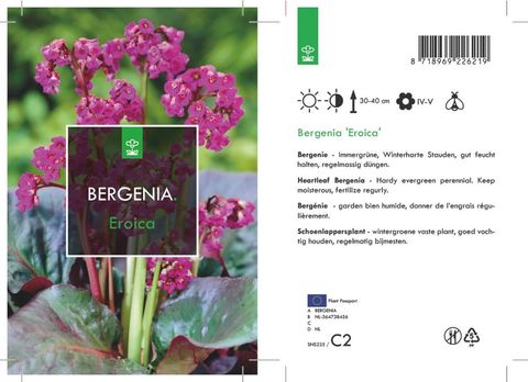 Bergenia cordifolia 'Eroica'