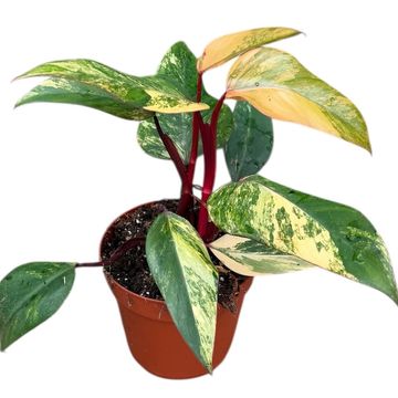 Philodendron 'Strawberry Shake'