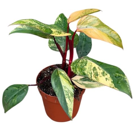 Filodendron 'Strawberry Shake'