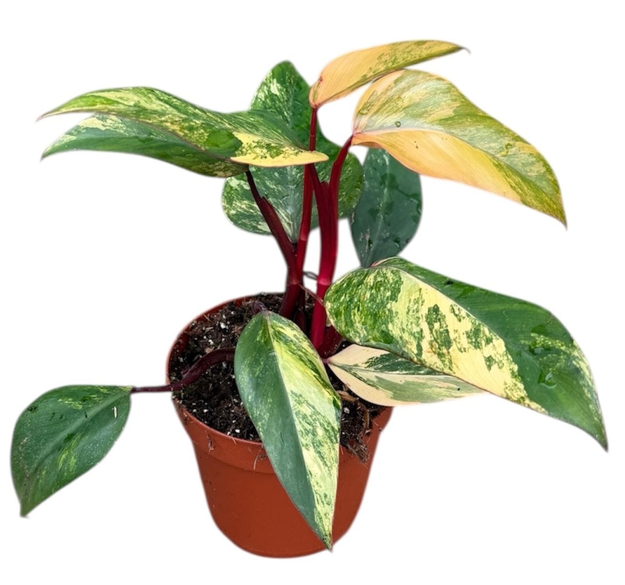 Philodendron 'Strawberry Shake'  Pflanzengrohandel FlorAccess