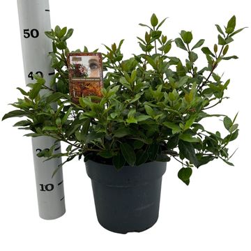 Viburnum tinus 'Gwenllian'