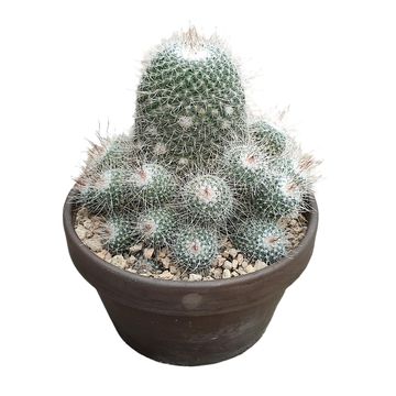 Mammillaria geminispina nobilis