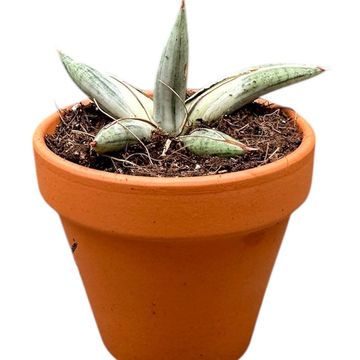 Sansevieria 'Lavranos Blue Clone'