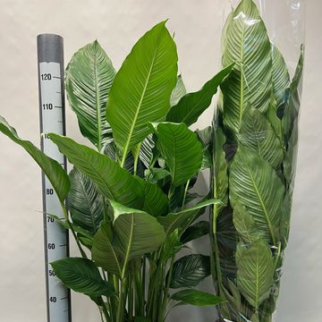 Spathiphyllum 'Sweet Sebastiano'
