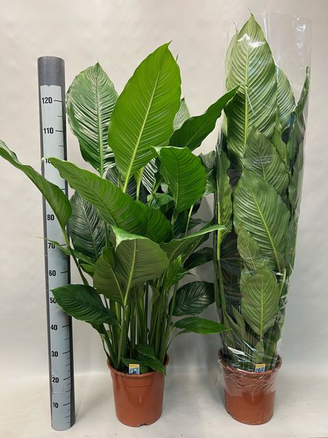 Spathiphyllum 'Sweet Sebastiano'