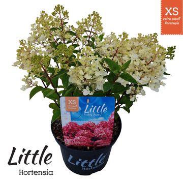 Hydrangea paniculata LITTLE XS RUBY ROSY