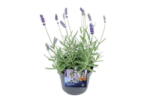 Lavandula angustifolia LAVANCE PURPLE