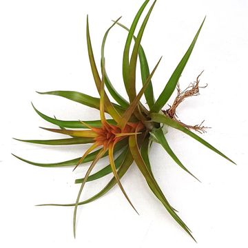 Tillandsia capitata 'Hermosa'